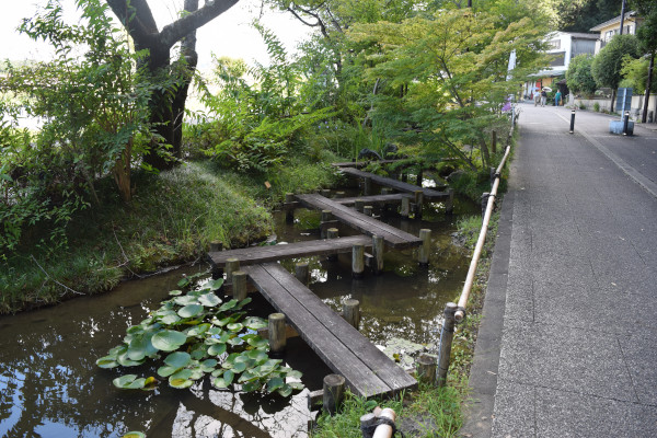 石山寺参道のビオトープ