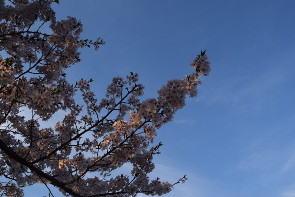 におの浜の終盤の桜